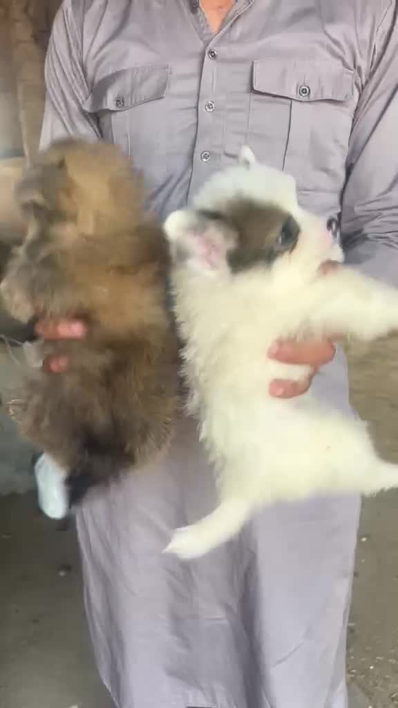 Culture Toy Pom Puppy, farm video