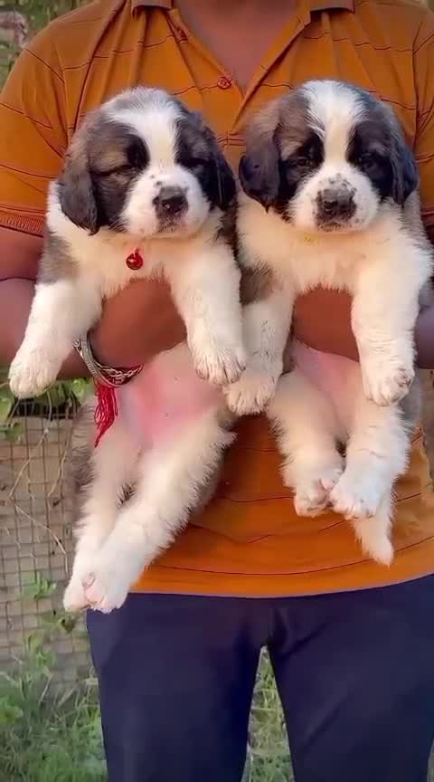 Saint Bernard Puppy, farm video