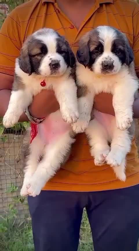 Saint Bernard Puppy, farm video