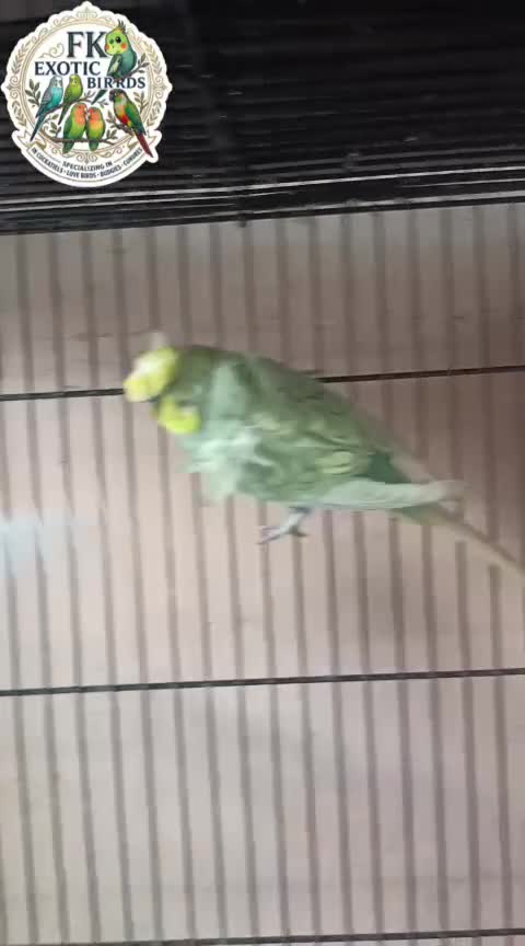 Budgies, farm video