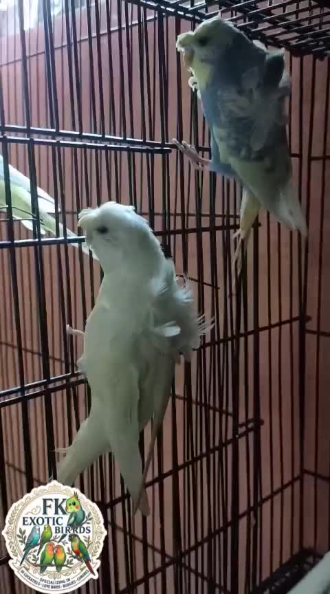 Budgies, farm video