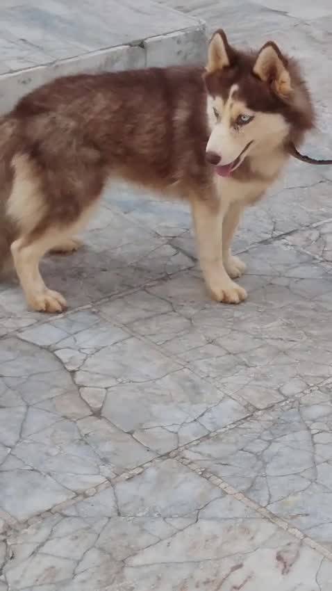 Siberian Husky Puppy | Copper & White Color, farm video