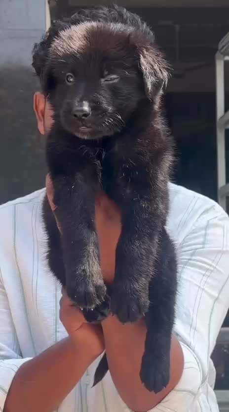 German Shepherd Puppy, farm video