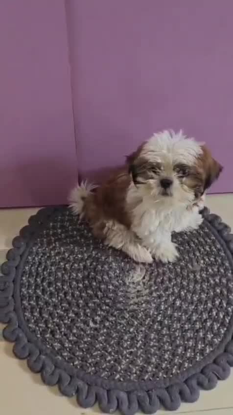 Shih Tzu | Black & White Color, farm video