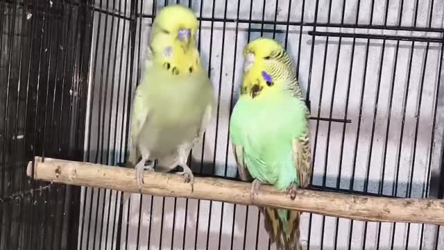 Exhibition Budgies, farm video