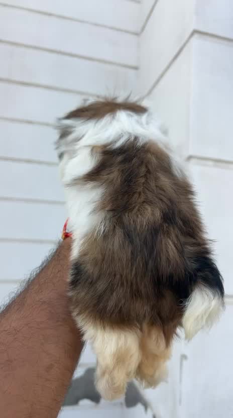 Shih Tzu Puppy Brown & White, farm video