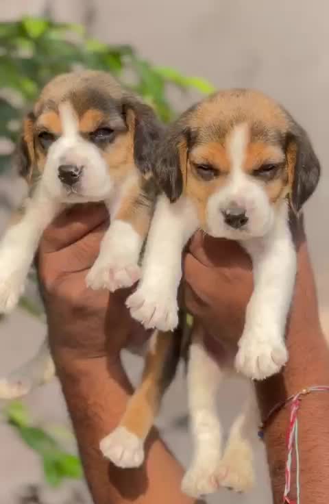 Beagle | Lemon & White | Puppy, farm video