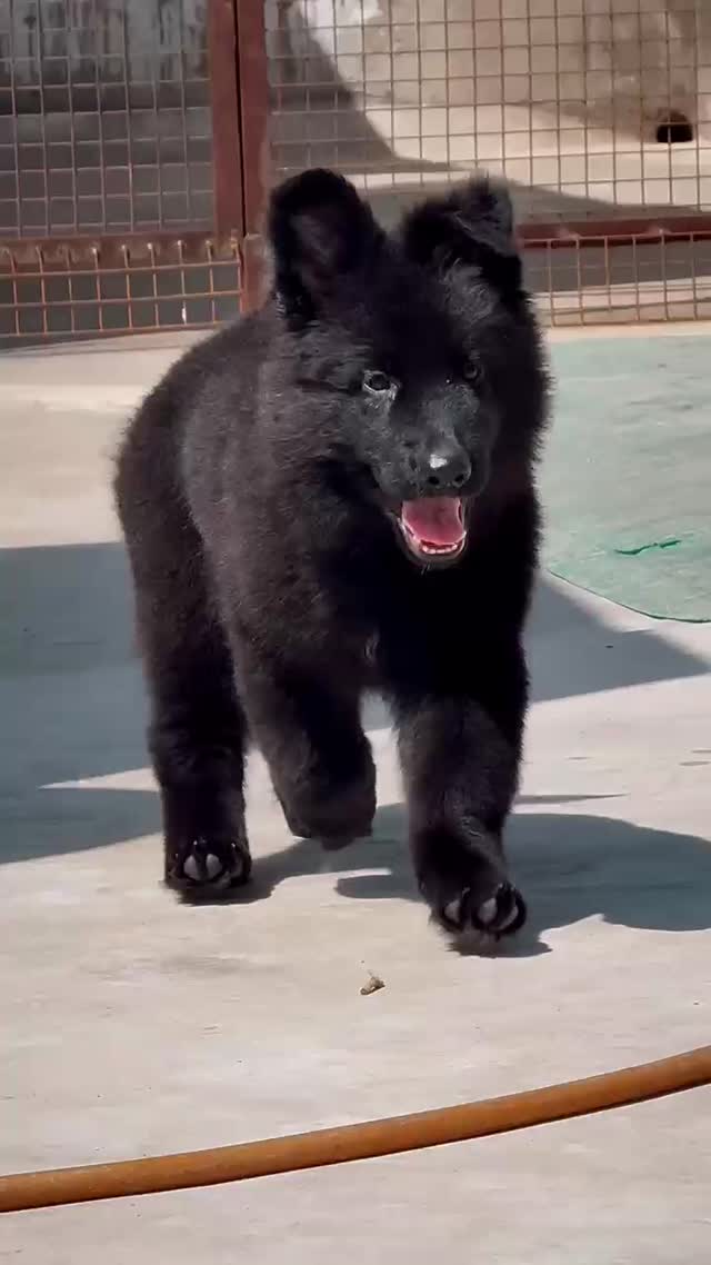 German Shepherd Puppy, farm video