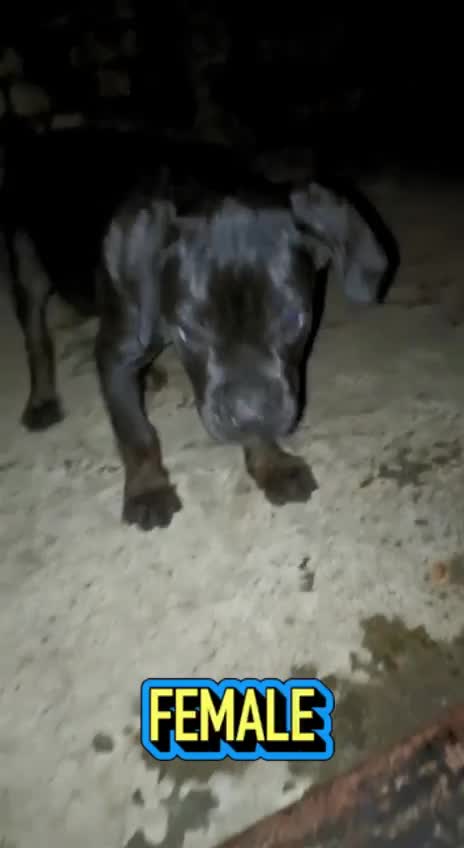 Cane Corso Puppy, farm video