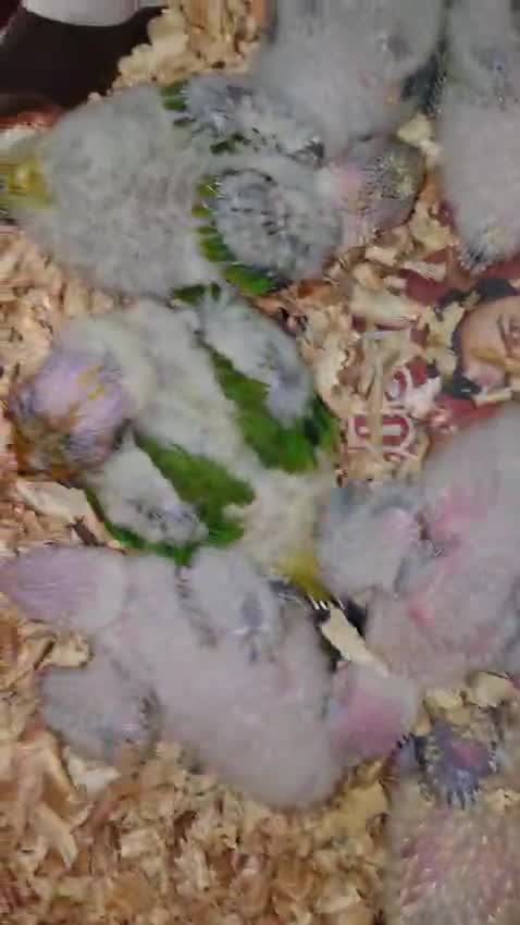 Sun Conure, farm video