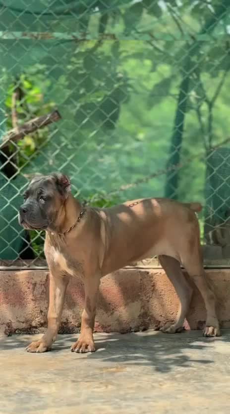 Cane Corso Puppy, farm video