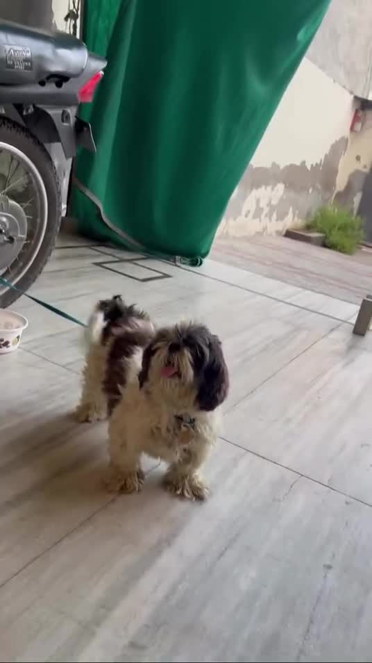 Dachshund Puppy, farm video
