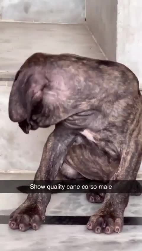 Cane Corso Puppy, farm video