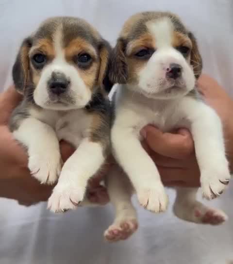 Beagle | Lemon & White | Puppy, farm video