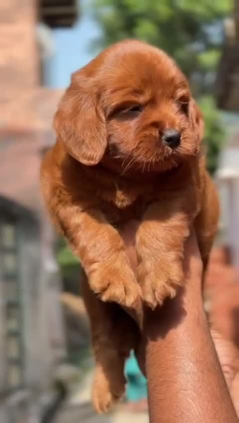 Doodle, farm video