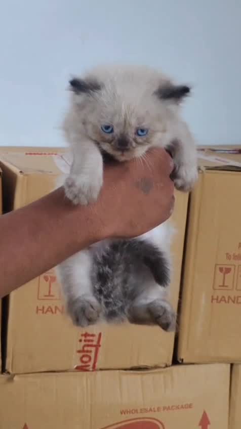 Himalayan Kitten, farm video