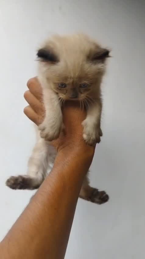 Himalayan Kitten, farm video