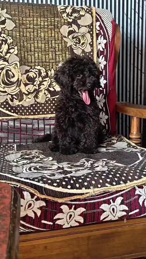 Toy Poodle Puppy, farm video