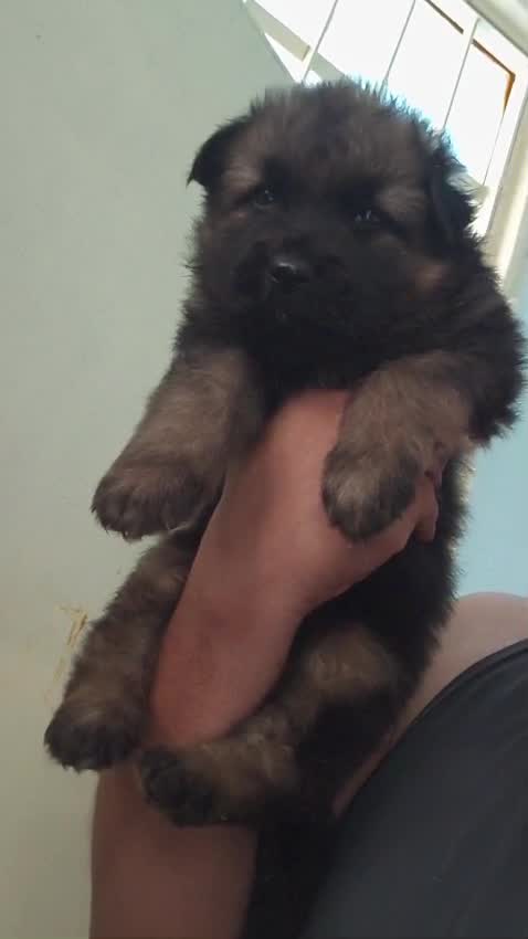 German Shepherd Puppy, farm video