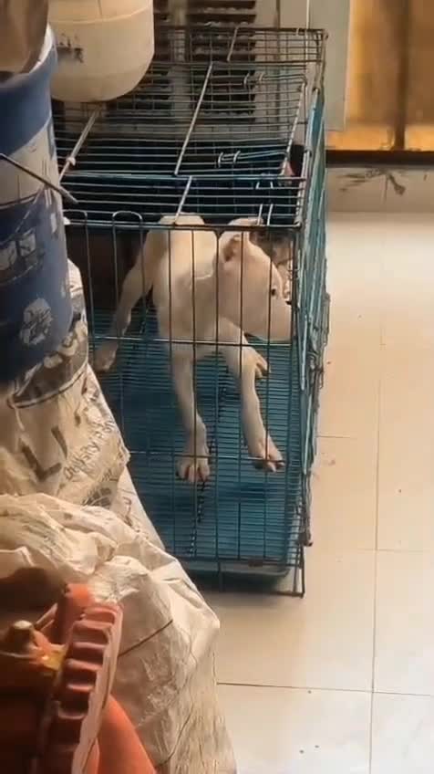 Dogo Argentino Puppy, farm video