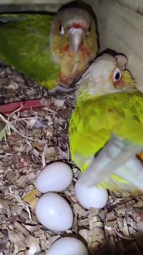 Pineapple Headed Conure, farm video