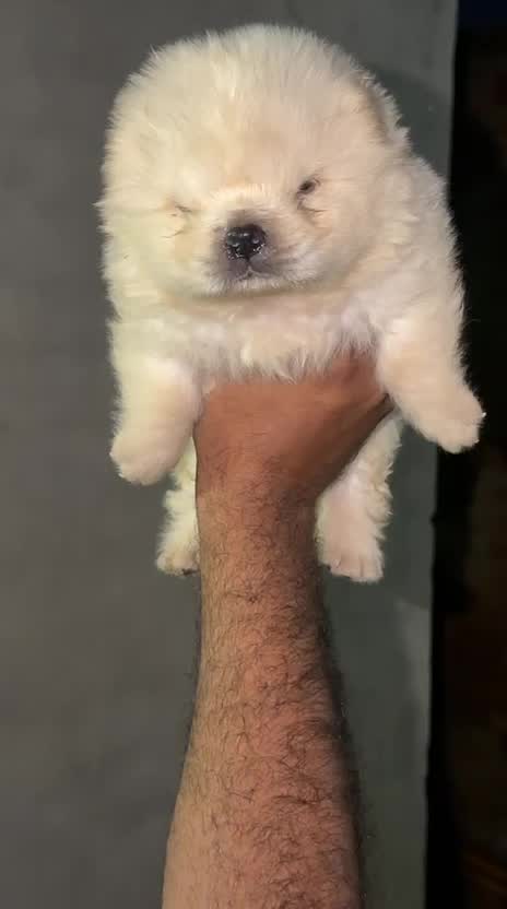 Chow Chow Puppy | Black Color, farm video