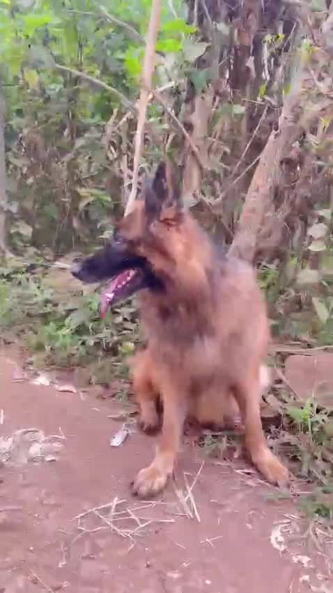 German Shepherd Puppy, farm video