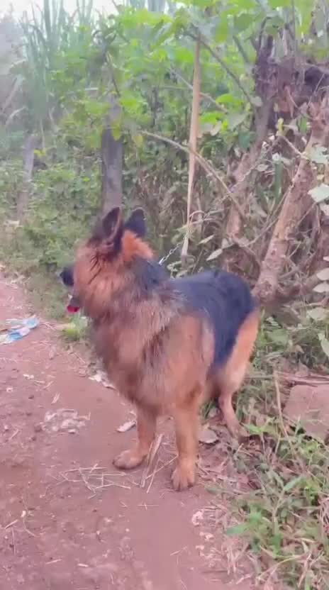 German Shepherd Puppy, farm video