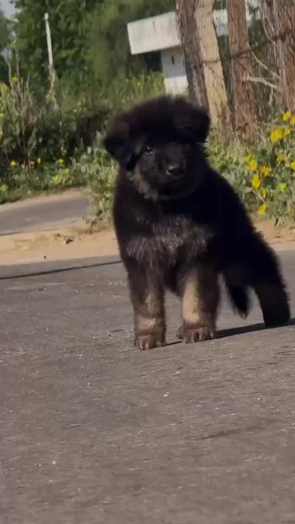 German Shepherd Puppy, farm video