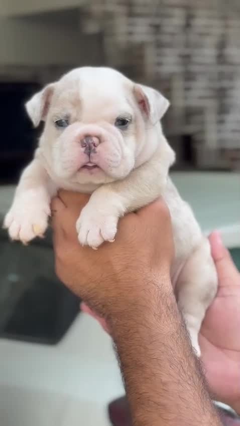French Bulldog Puppy | White, farm video