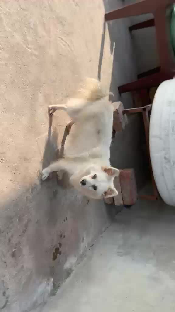 Culture Pom Puppy | White Color, farm video