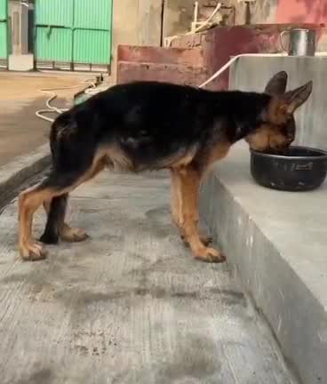 German Shepherd Puppy, farm video