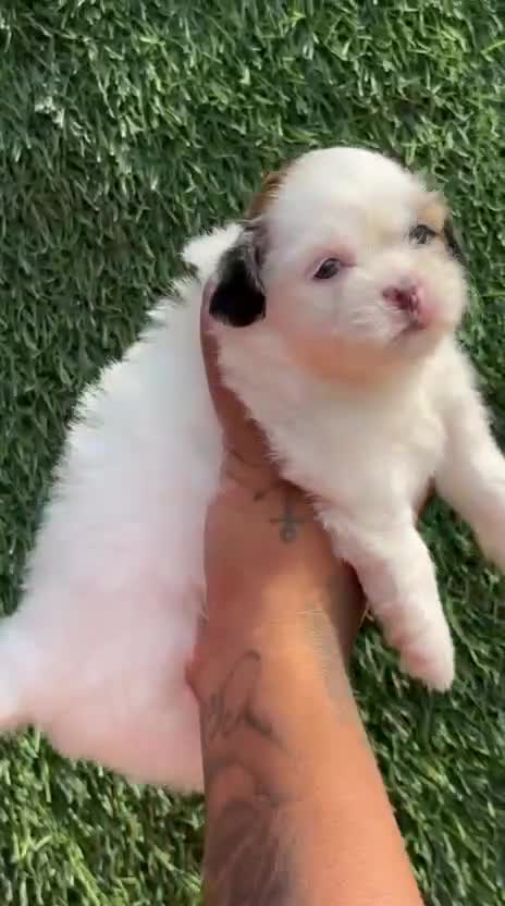Shih Tzu | Tri Color Puppy, farm video
