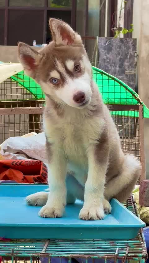 Siberian Husky Puppy | Copper & White Color, farm video