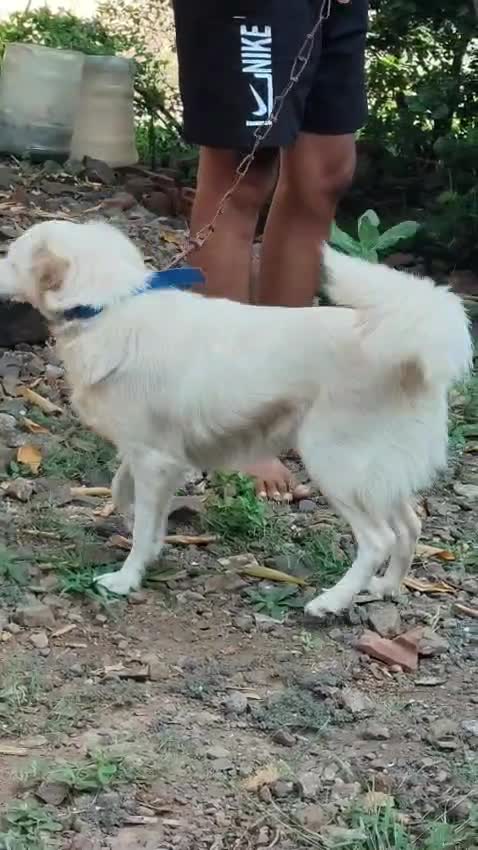 Culture Pom Puppy | White Color, farm video