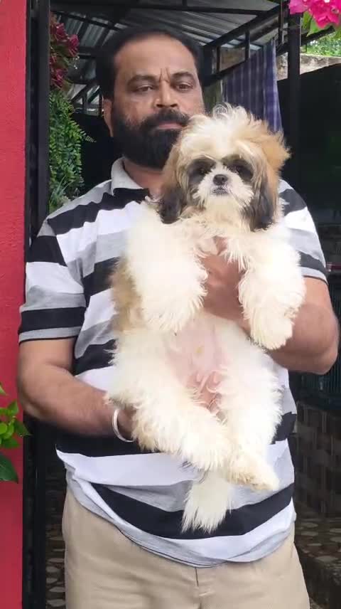 Shih Tzu | Black & White Color, farm video