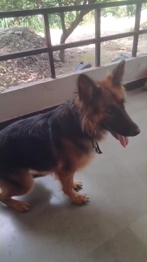 German Shepherd Puppy, farm video