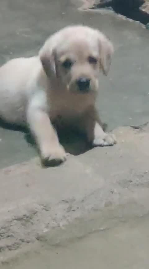 Beagle Black & Tan Puppy, farm video