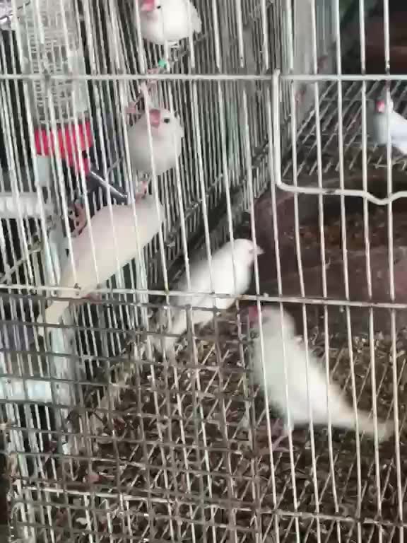 Java Sparrow, farm video