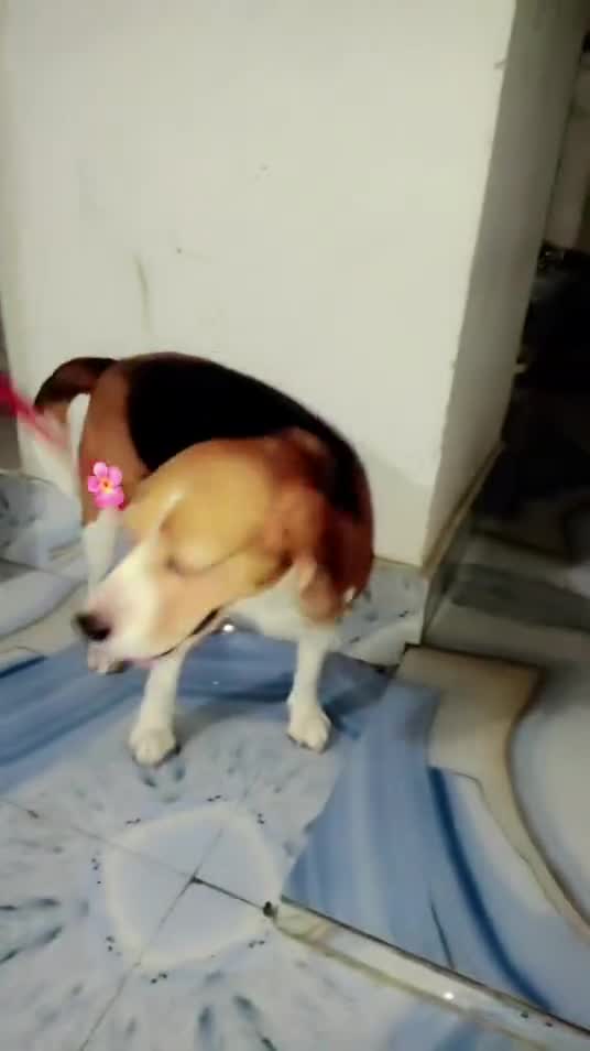 Beagle | Lemon & White | Puppy, farm video
