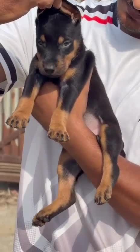 Doberman Pinscher Puppy, farm video
