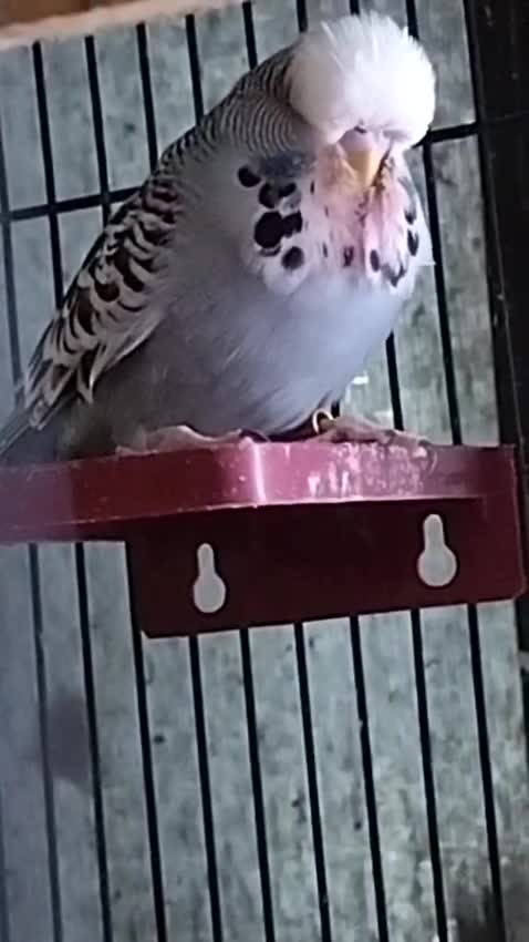 Exhibition Budgies, farm video