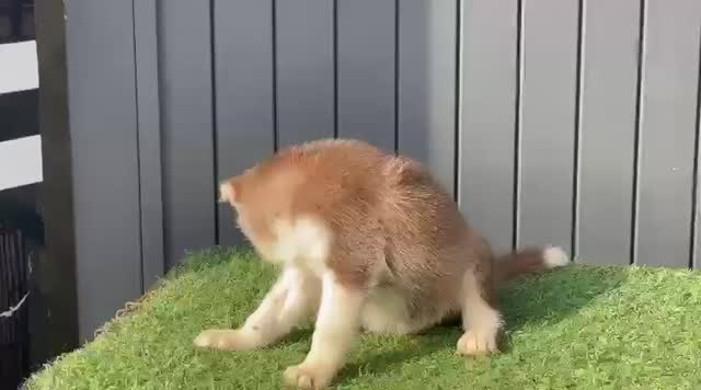 Siberian Husky Puppy | Black & White Color, farm video