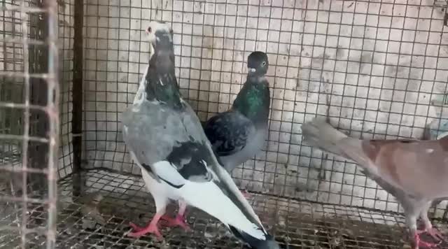 Homer Pigeon, farm video