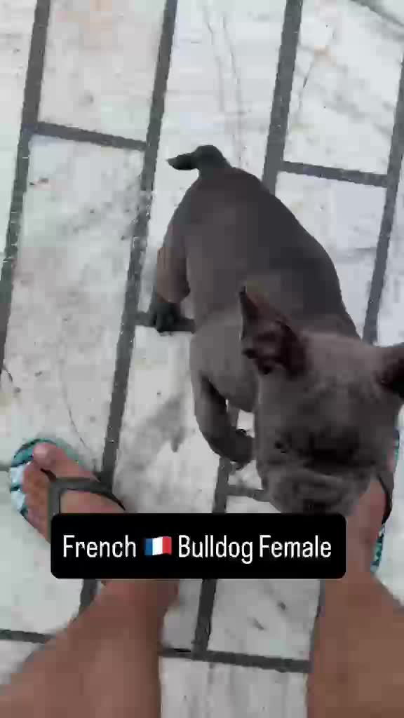 French Bulldog Puppy | White, farm video