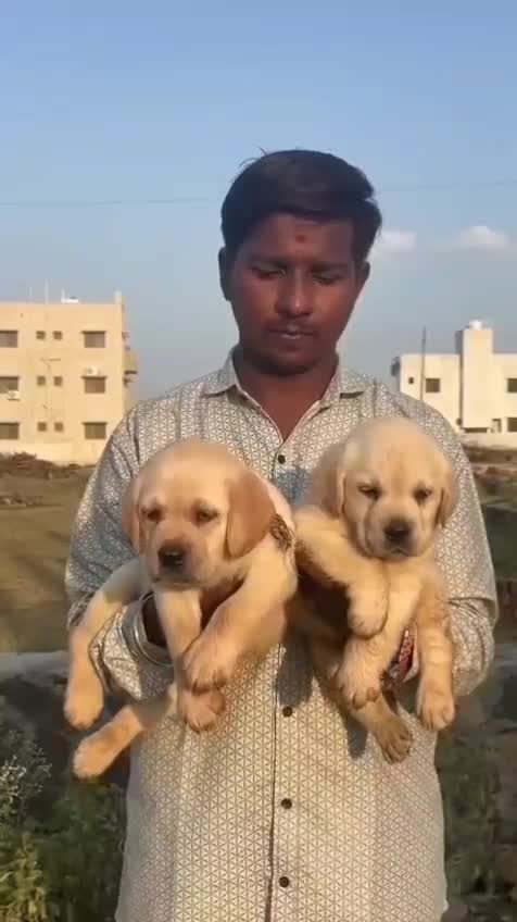 Beagle Black & Tan Puppy, farm video