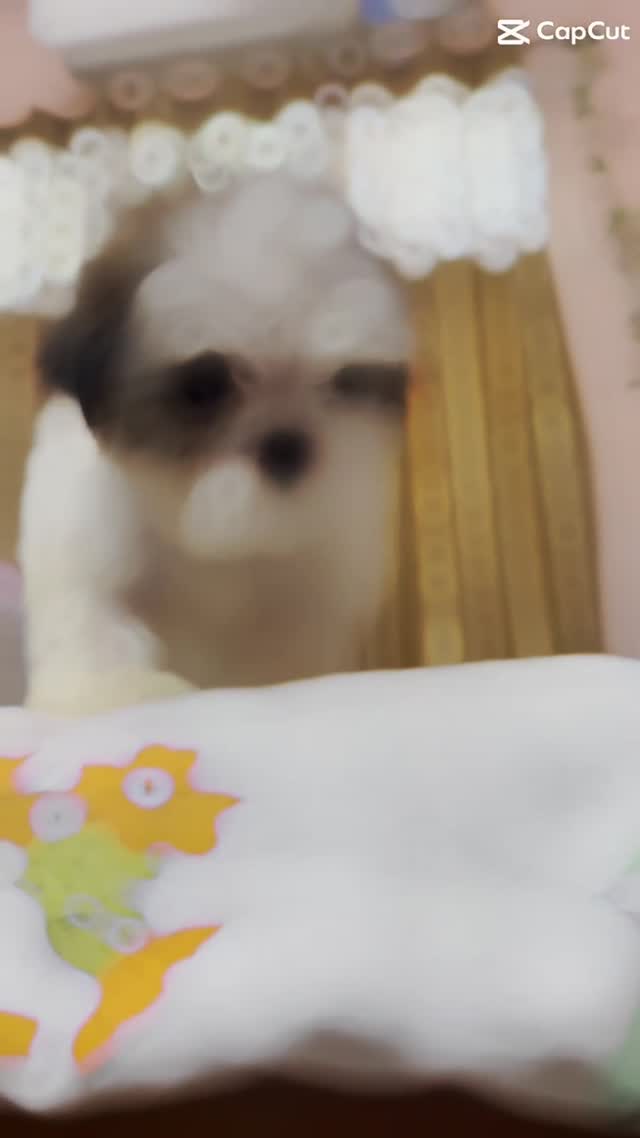 Shih Tzu | Black & White Color, farm video