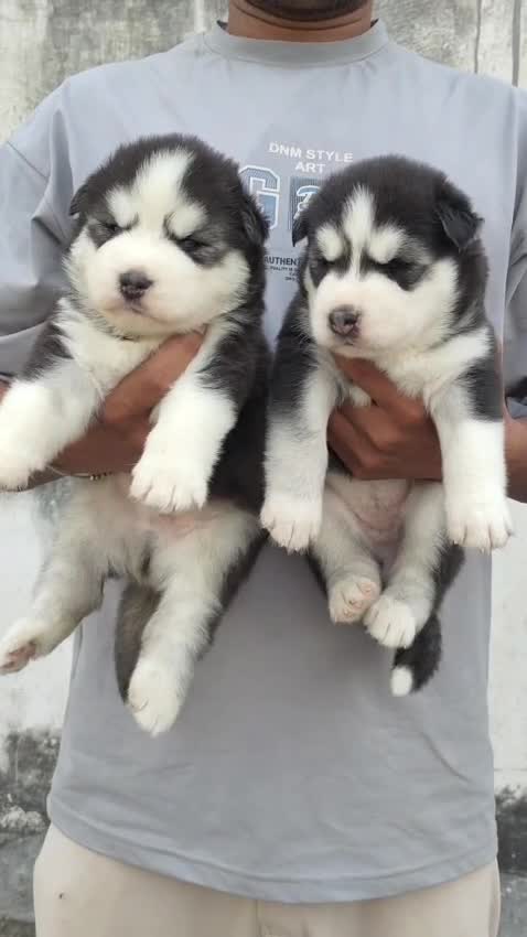 Siberian Husky Puppy | Copper & White Color, farm video