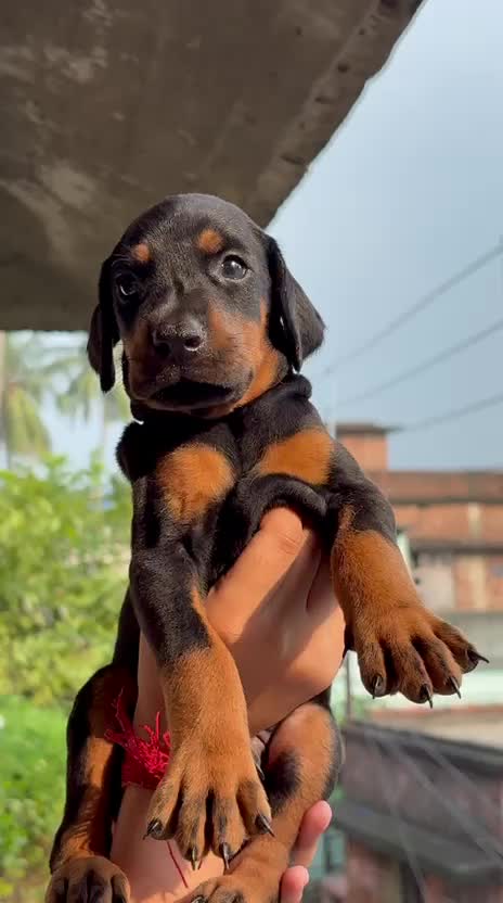 European Doberman Puppy, farm video