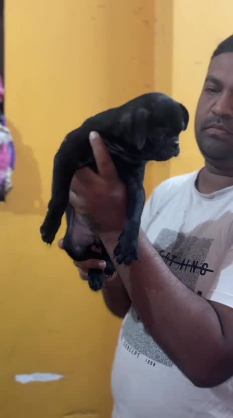 Pug Puppy | Apricot Color, farm video